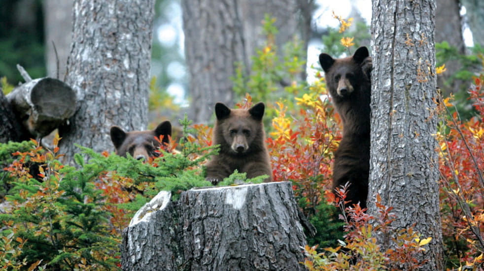 Bear cubs frolic in the woods in Alberta